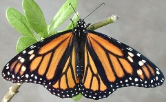 Monarch Butterfly