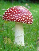Mushroom