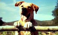 Old Yeller