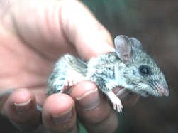 Palo Duro Mouse