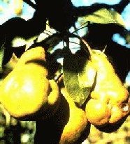 Pears