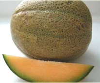 Cantaloupe