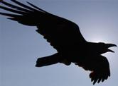 Raven
