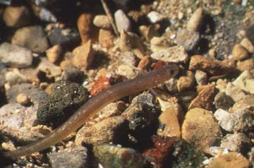 San Marcos Salamander