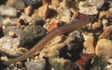 San Marcos Salamander