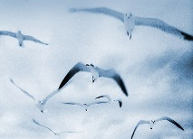 Seagulls
