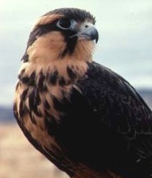 Aplomado Falcon