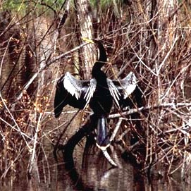 Anhinga