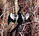 Anhinga