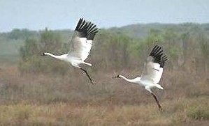 Whoopers