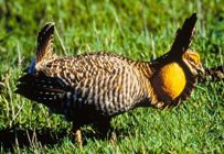 Attwater's Prairie Chicken