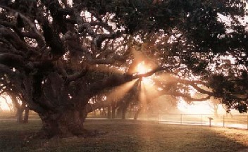 Big Tree