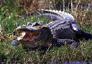 American Alligator