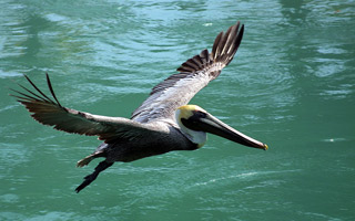 Brown Pelican