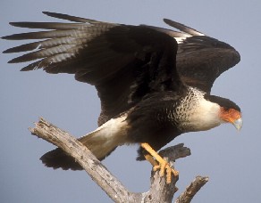 Crested Caracara