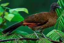 Chachalaca