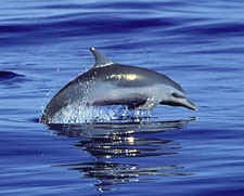 Porpoise