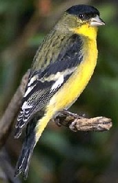 Lesser Goldfinch