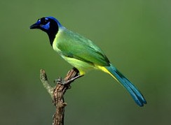 Green Jay