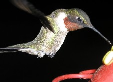 Hummingbird
