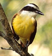 Great Kiskadee
