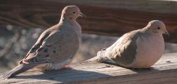 Doves