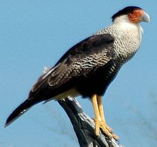 Crested Caracara (Mexican Eagle)