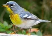 Northern Parula