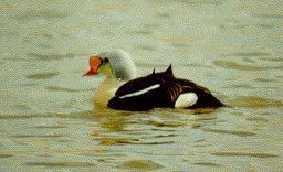 King Eider