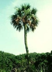 Sabal Palm