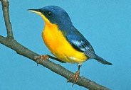 Tropical Parula