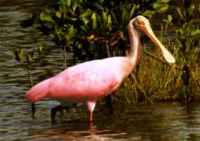 Roseate Spoonbill