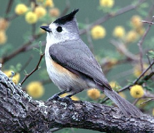 Tufted Titmouse
