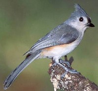 Tufted Titmouse
