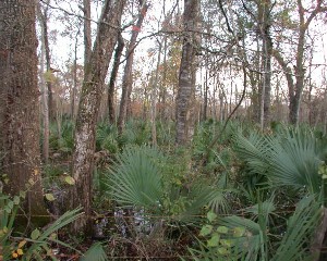 Big Thicket