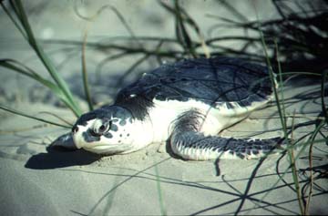 Kemp's-Ridley Sea Turtle