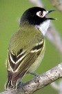 Black-capped Vireo
