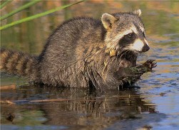 Racoon