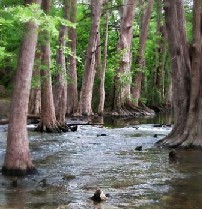 Cibolo Creek