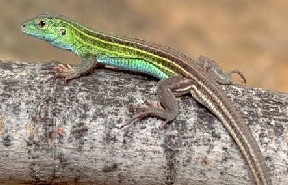 Prairie-lined Racerunner