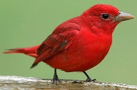 Summer Tanager