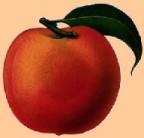 Peach
