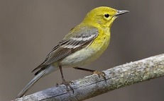 Pine Warbler