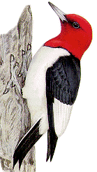 Red-Headed Woodpecker