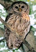 Barred Owl