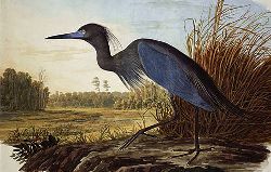Audubon's Little Blue Heron Painting