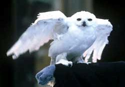 Hedwig