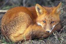 Red Fox