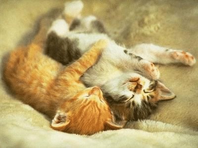 Cuddles