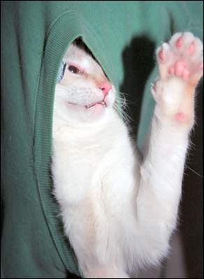PeekABoo